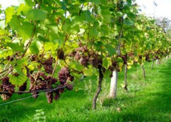 ποικιλίες αμπέλου