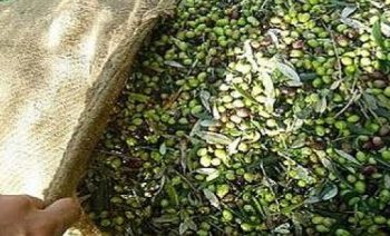 ελαιοπαραγωγοί