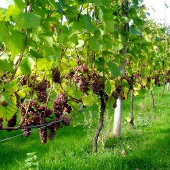 αγροτική δραστηριότητα