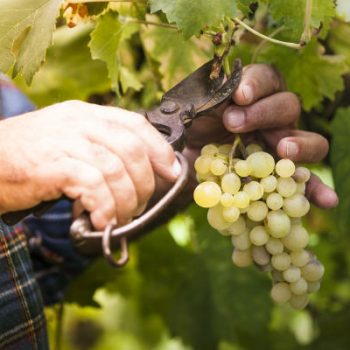 παραγωγούς