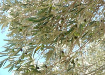 ελαιόδεντρα