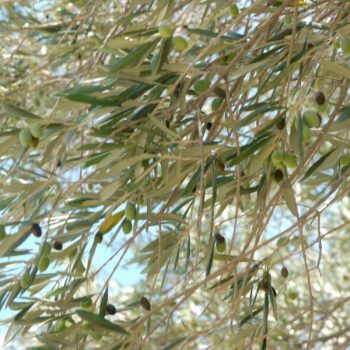 ελαιόδεντρα