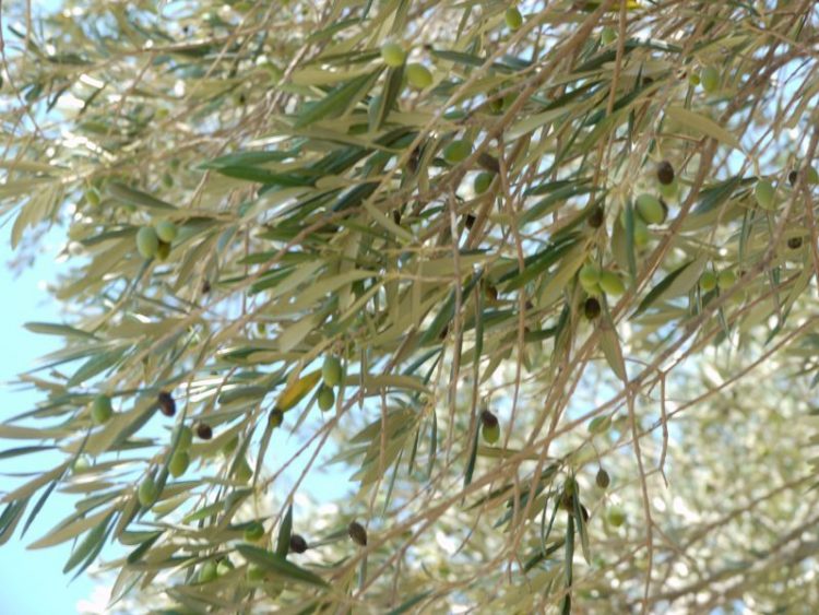 ελαιόδεντρα