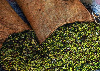 βρώσιμη ελιά