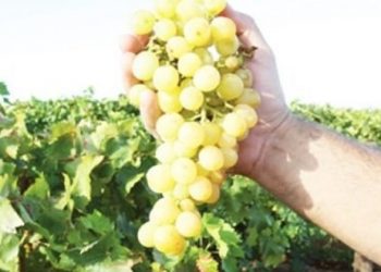 Οινοποιείο