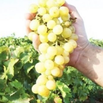 Οινοποιείο