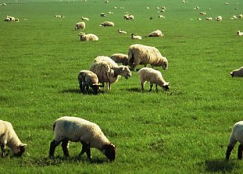 Διαχειριστικά Σχέδια Βόσκησης