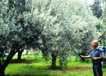 Παγκόσμια Ημέρα Ελαιοκομίας
