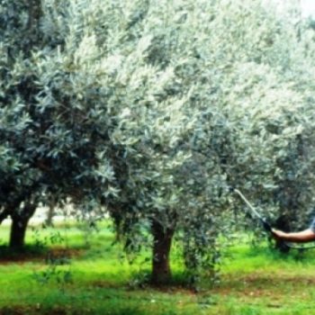 Παγκόσμια Ημέρα Ελαιοκομίας