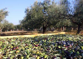 Έτσι θα αποζημιωθούν οι ελαιοπαραγωγοί για τις ζημιές