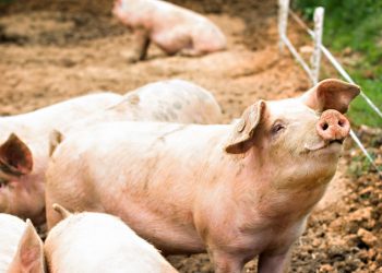 Κρούσμα αφρικανικής πανώλης των χοίρων στις Σέρρες – Άμεση κινητοποίηση των κτηνιατρικών αρχών