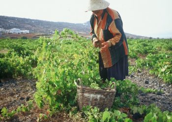 Προαιρετική η ασφάλιση στον ΕΛΓΑ για αποζημιώσεις
