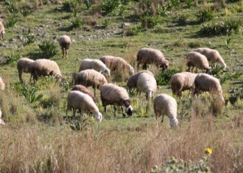Απόφαση «ανάσα»: Το Ευρωπαϊκό Δικαστήριο απαλλάσσει την Ελλάδα από πρόστιμο 302 εκατ. ευρώ για τα βοσκοτόπια