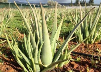 Οι εναλλακτικές μορφές καλλιέργειας, η αλόη και οι… παγίδες