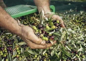 Έλεγχοι στην Κρήτη από το Υπουργείο για την ελαιοπαραγωγή