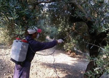 Διεθνής διαγωνισμός για τη δακοκτονία στην Κρήτη