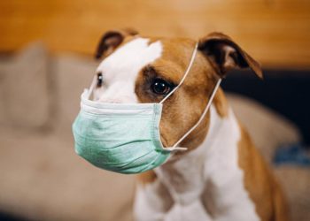 Κτηνίατροι: "Μην απολυμαίνετε σκύλους και γάτες με τζελ και χλωρίνη"