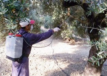 940 προσλήψεις: Καθορίστηκε το εποχικό προσωπικό για την δακοκτονία του 2020