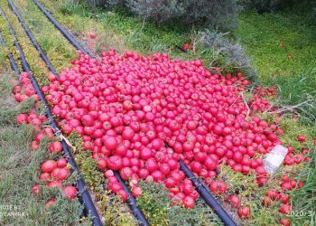 Ο κορωνοϊός έφερε την κατρακύλα των τιμών στα κηπευτικά – Τι ζητούν οι παραγωγοί της Κρήτης που πετούν προϊόντα στις χωματερές