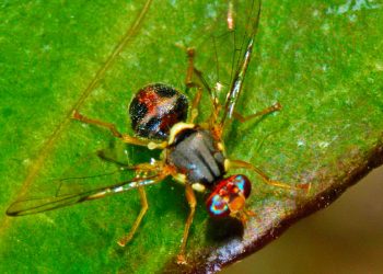 «Τρέχει» το πρόγραμμα της δακοκτονίας στην Κρήτη με στόχο την άμεση εφαρμογή του