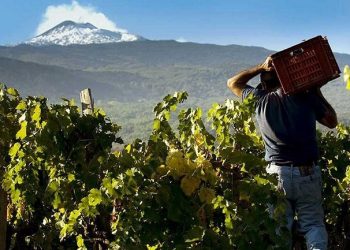 Έως 10 Μαΐου οι αιτήσεις για τις άδειες νέων αμπελοφυτεύσεων