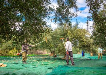 Θέμα voucherergasia.gr: Ενεργοποιήσεις δικαιωμάτων για τους αγρότες μέσω… τηλεργασίας