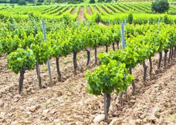Από 10 Απριλίου αιτήσεις για άδειες φύτευσης αμπελώνων έτους 2020