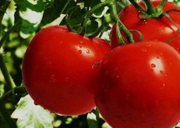 Νέος φονικός ιός απειλεί τις καλλιέργειες των αγροτών