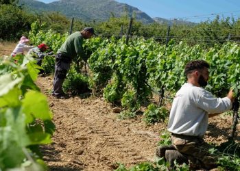 Θέμα voucherergasia.gr: Σε φάση τρύγου η ενδοχώρα του Ηρακλείου