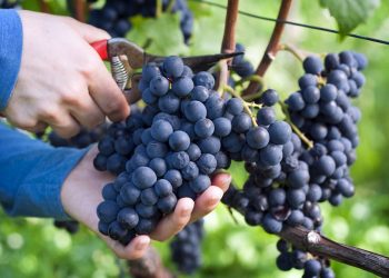 Πότε ξεκινά την παραλαβή οινοστάφυλων η Ένωση Ηρακλείου