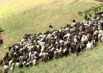 Το κόλπο με παράνομα βοσκοτόπια – Τι γίνεται στην Κρήτη