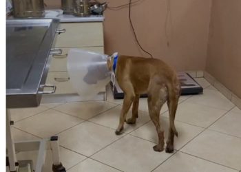 Χανιά: Εμφανίστηκε ο άνδρας που ακρωτηρίασε το σκύλο – Απίστευτη η κατάθεσή του