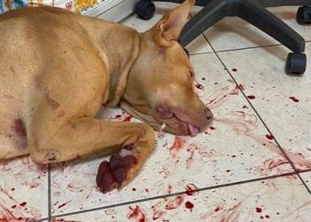 Η ΓΕΝΟΠ για το βασανισμό σκύλου στα Χανιά από εργαζόμενο στη ΔΕΗ