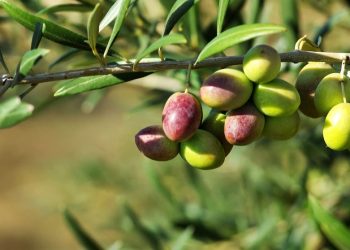 Θέμα voucheraergasia.gr: Τι δείχνουν τα τελευταία στοιχεία για το λάδι