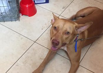 Πρόστιμο 30.000 ευρώ για τον 55χρονο που κακοποίησε βάναυσα τον σκύλο του