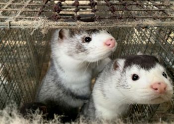 Θανατώνονται 2.500 βιζόν που βρέθηκαν θετικά στον κορωνοϊό