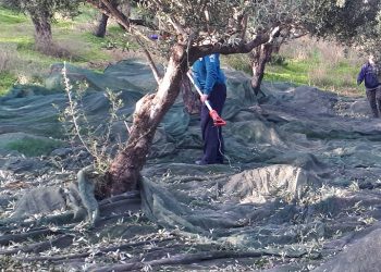 Θέμα voucherergasia.gr: Ραβδίζουν ελιές και μοιράζονται ξύλα – Δυο σπουδαίες κινήσεις για όσους έχουν ανάγκη!(φωτογραφίες)