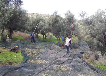 Ανεργοι μάζεψαν το λάδι της χρονιάς από το λιόφυτο του Δήμου Ηρακλειου