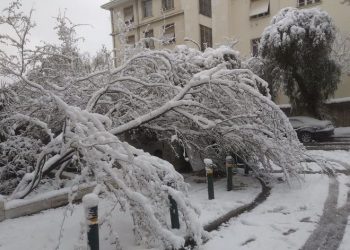 Κακοκαιρία Μήδεια: Γι' αυτό το λόγο έπεσαν πολλά δέντρα