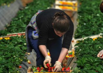 Νέοι αγρότες: Τα ποσά ενίσχυσης και οι υποχρεώσεις