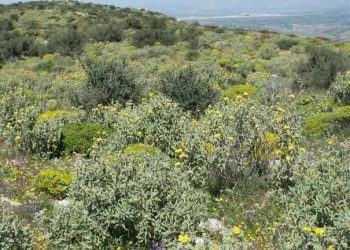 Σκρέκας για δασικούς χάρτες: Διορθώνονται τα λάθη για τα φρύγανα