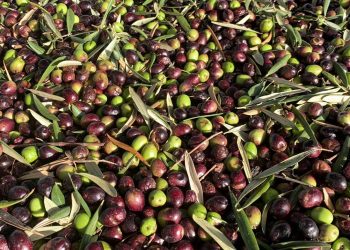 Κεγκέρογλου: «Αναγνωρίζουν ότι χρειάζεται στήριξη όλων των ελαιοπαραγωγών αλλά δεν προχωρούν σε αυτή»