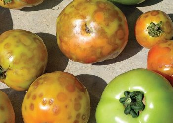 Εξαπλώνεται ο ιός της καστανής ρυτίδωσης – Προληπτικά μέτρα