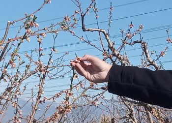 Καλαφάτης: Άμεσα οι αποζημιώσεις αγροτών που επλήγησαν από τον παγετό