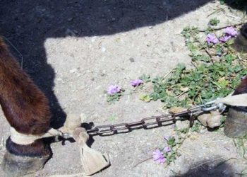 Ηράκλειο: Αυτόφωρο και 30.000 ευρώ πρόστιμο για κακοποίηση αλόγου