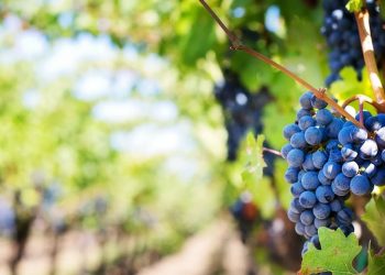 Αποζημιώσεις-για-αμπελια-ελιες-ζητουν-κρητικοι