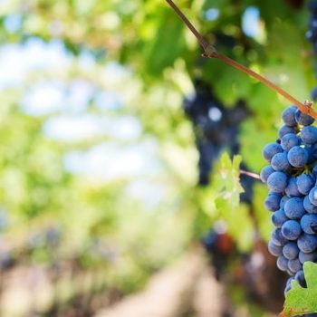 Αποζημιώσεις-για-αμπελια-ελιες-ζητουν-κρητικοι