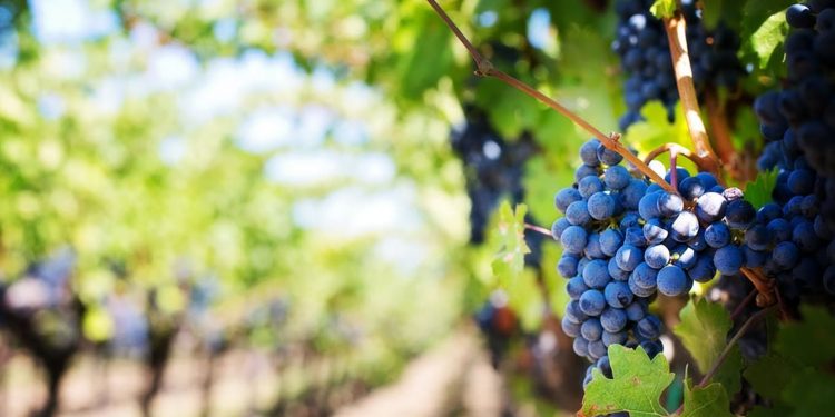 Αποζημιώσεις-για-αμπελια-ελιες-ζητουν-κρητικοι