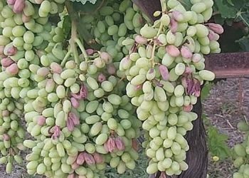 Μεγάλες ζημιές στα αμπέλια και τα λιόφυτα από τον καύσωνα – Παρέμβαση στη Βουλή