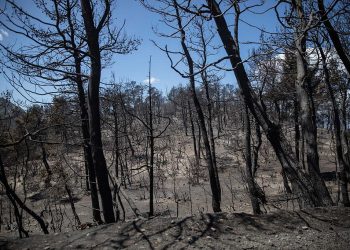 Λέκκας: Περίπου 500.000 στρέμματα έχουν γίνει στάχτη – Ο Αύγουστος θα είναι εφιαλτικός